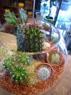 サボテン寄せ植え