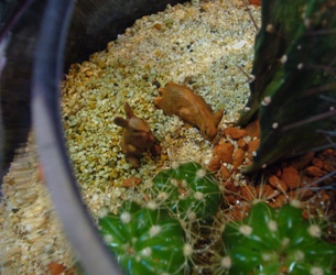 サボテン寄せ植え