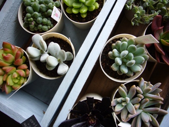 タニク植物