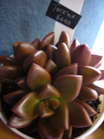 タニク植物