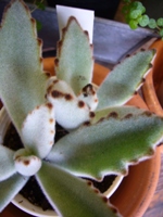 タニク植物