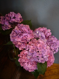 紫陽花