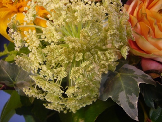 紫陽花