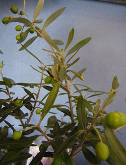 olive