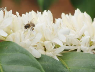 珈琲の花