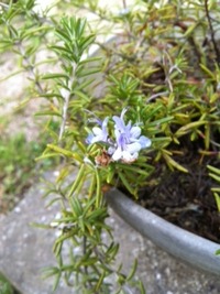 ローズマリーの花♪