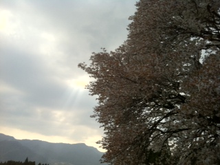 一心行の大桜