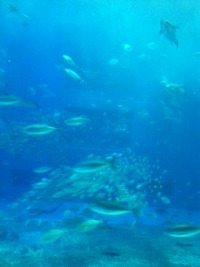 しっかり流れました☆