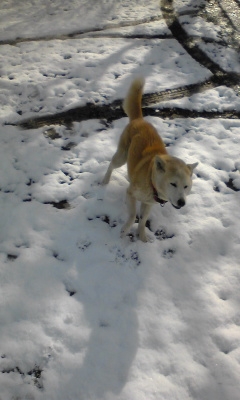 元日の雪は吉兆