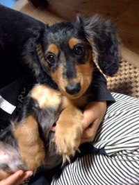 我が家の愛犬