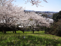 2012　花見会