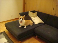 犬も夏ばて?