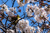 八代城跡の桜とメジロ