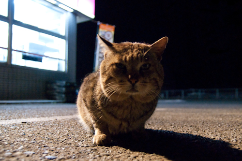 ノラ猫に目薬 コンビニのにゃんこ