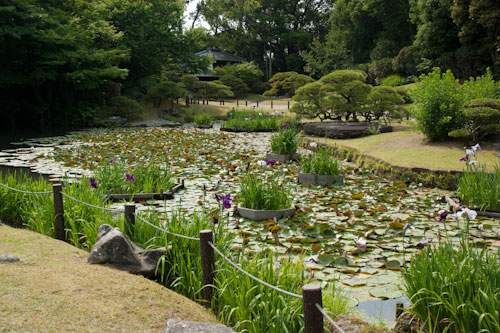 松濱軒の花菖蒲