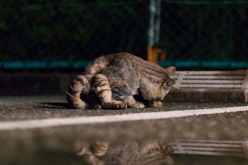 ノラ猫に目薬 雨上がりのコンビニにゃんこ