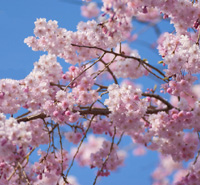 SAKURA いきものがかり