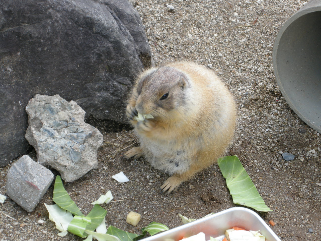 動物園の写真