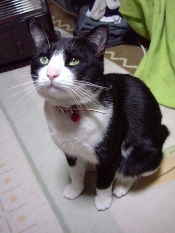 またまた番外編！ねこの「にゃん太郎」その2