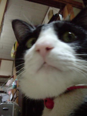 またまた番外編！ねこの「にゃん太郎」その2