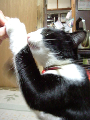 またまた番外編！ねこの「にゃん太郎」その2