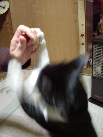 またまた番外編！ねこの「にゃん太郎」その2