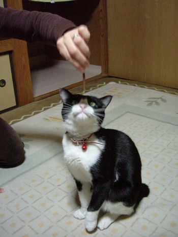 またまた番外編！ねこの「にゃん太郎」その2