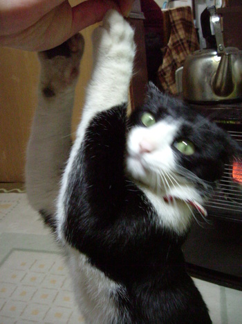またまた番外編！ねこの「にゃん太郎」その2