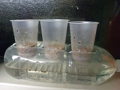 トマト水耕栽培準備