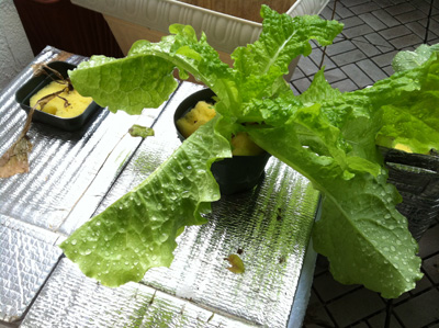 掻きレタス順調です♪