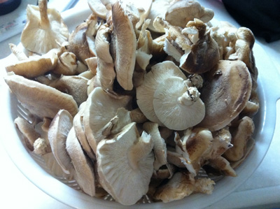 カンタンすぎる菌床椎茸!