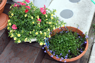 ボリジ開花　他