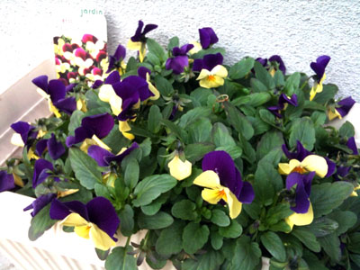 1月 お花達の様子。