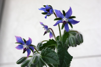 ボリジ開花　他
