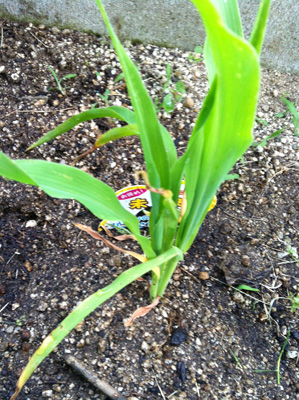 オクラの植え直し(-_-;)