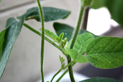 枝豆にも蕾を見っけ。