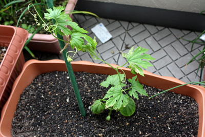 定植後あれこれパート2