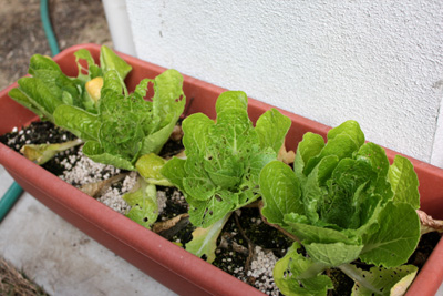 ミニ白菜「お黄に入り」収穫!