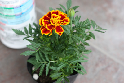 お花の苗を買う。