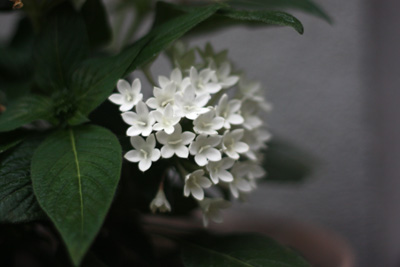 秋のお花風景