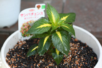 お花の苗を買う。