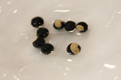 可愛らしいハート模様の種「ふうせんかずら」