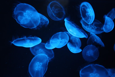 長崎 海きらら 九十九島水族館