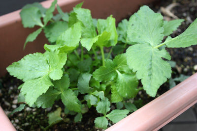 他の野菜たち