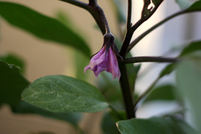 秋ナスの花…ポロっと落ちないでね。
