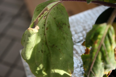 水耕栽培「茄子」に早速アブラムシが・・・