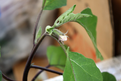 水耕栽培「茄子」に早速アブラムシが・・・
