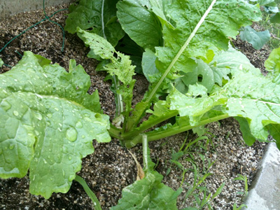 漬け菜「野沢菜」収穫、広島菜も順調。