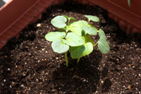 2011夏野菜「オクラ」もはじめました。
