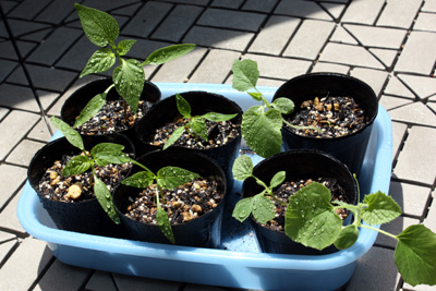 ピーマン 定植間近